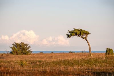 Ensliga enar på Närsholmen