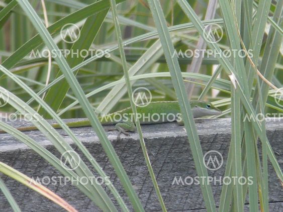 lizard hiding