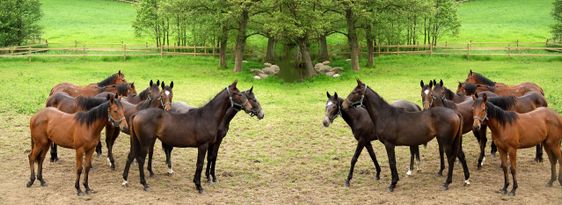 danish horses