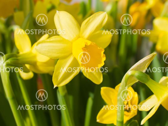Daffodils