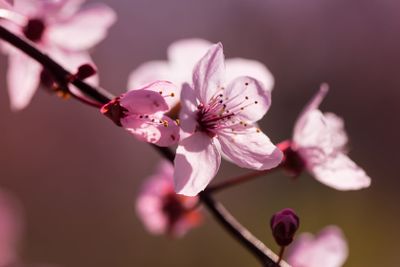 Flowers of a Japanese cherry tree