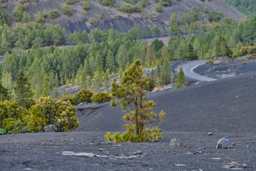 Mountain, lava and outdoor with forest, rocks and nature...