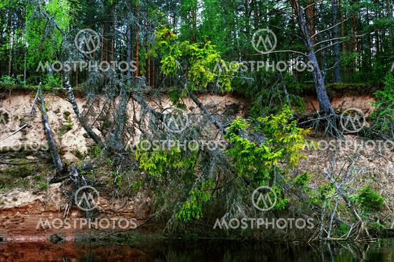 wild forest river