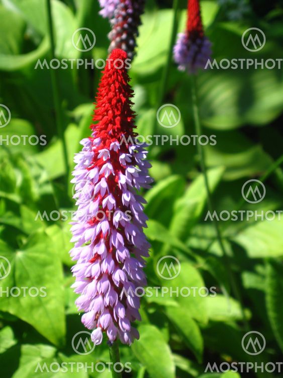 Is it an orchid?