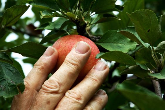 Keräysluettelon apple käsi