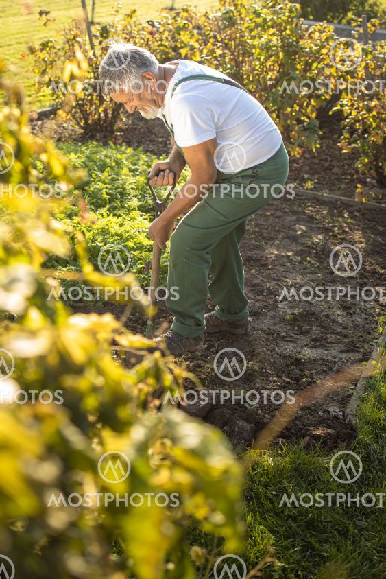 Senior gardener gardening in his permaculture garden -...