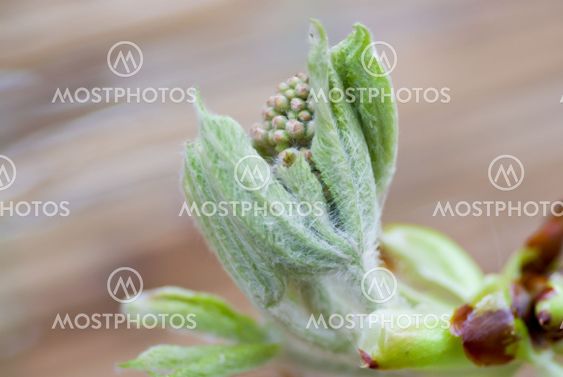 Swedish whitebeam