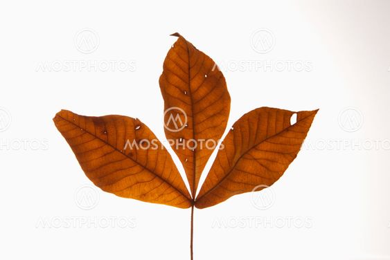 Hickory leaves on white.