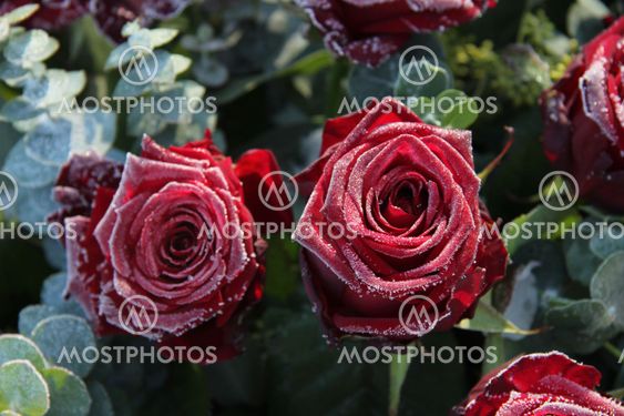 Frosted red roses