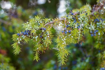 Branch of a juniper tree with berries.