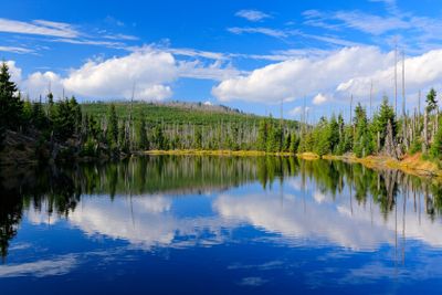 Mountain lake during summer day, devastated forest...