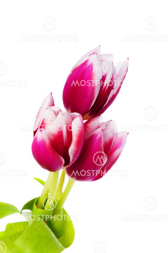 Spring Tulips