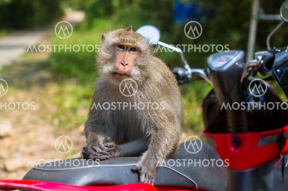Monkey sitting on a motorbike, Thailand.