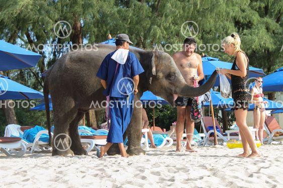 BANGTAO BEACH, PHUKET, THAILAND - NOVEMBER 06, 2013: Tourists fedding a baby elephant on the seaside Asia vacation.