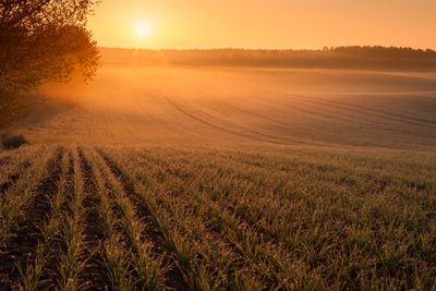 Sunrise over cornfields