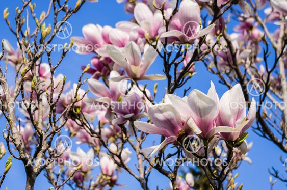 Magnolia