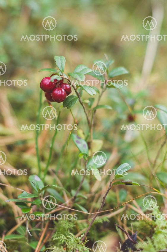 Red ripe cowberries (Vaccinium vitis-idaea) on the branch