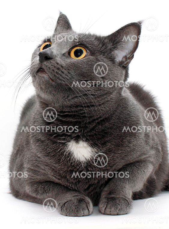 Grey cat female