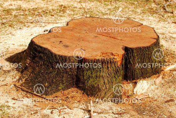 Trädet stump