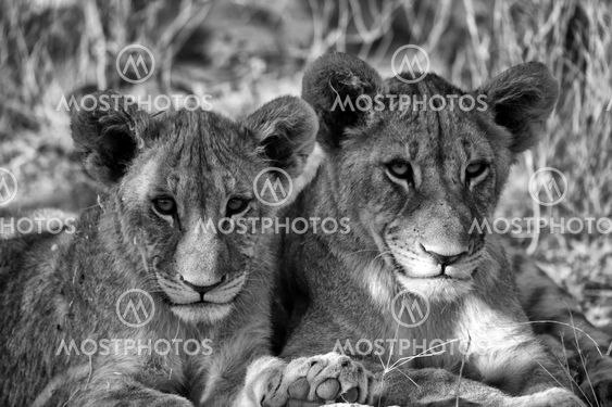two brothers lion cubs at etosha national park namibia