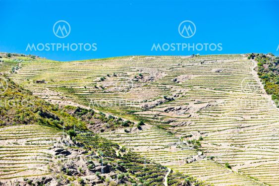 vineyars in Douro Valley, Portugal