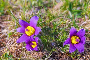 Pasque flowers in bloom a sunny spring day