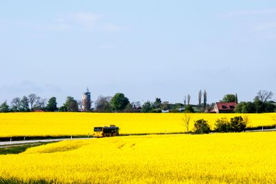 Rapsfält i Skåne
