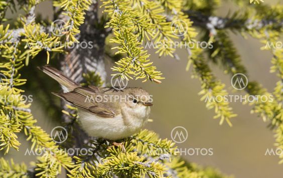 Willow warbler sitting in a spruce