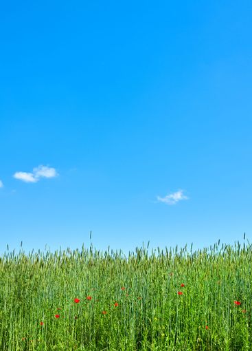 Farm, tall grass and blue sky with space in countryside...