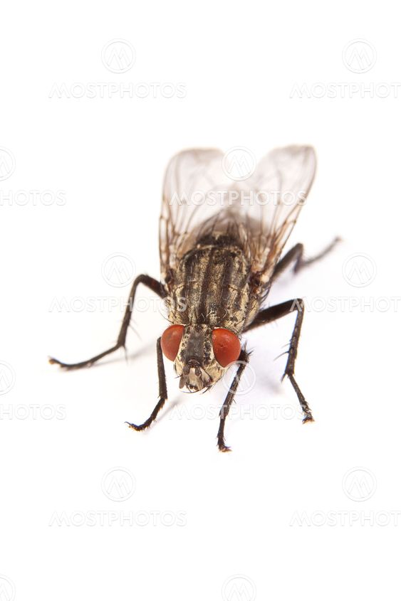 Flyve isoleret på hvid. Makro skudt af en housefly