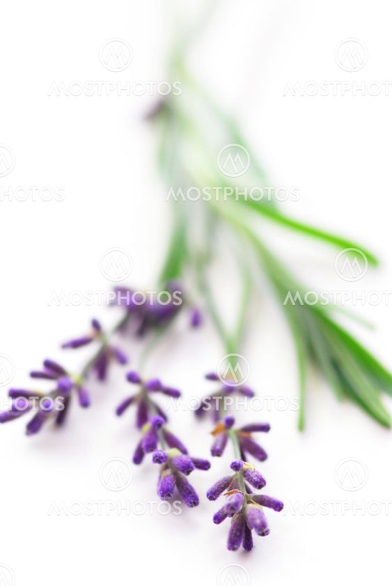 Lavendel