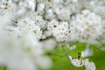Beautiful cherry tree blossoming on spring. Beauty in...