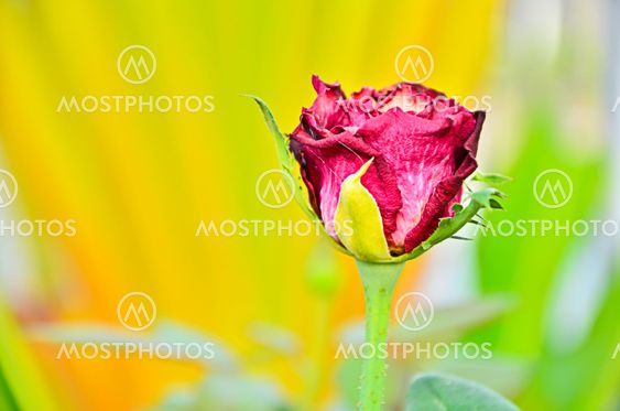 Dried red rose.