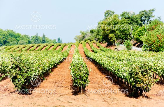 vineyars in Alentejo, Portugal
