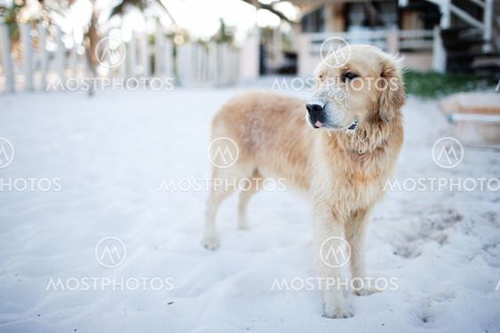 Golden retriever dog