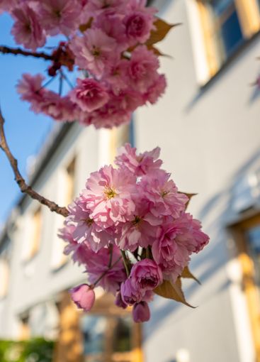 Pink blooming cherry tree in a garden by a house.