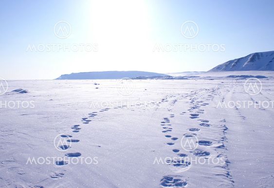 Polar bear tracks