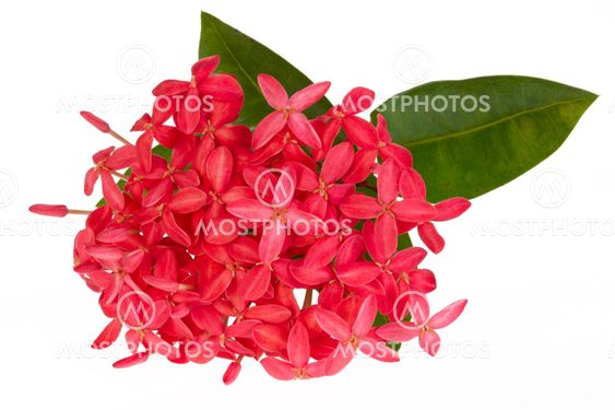 Pink Ixora flower