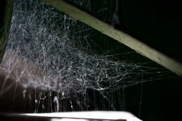 Spider web in sunlight macro.