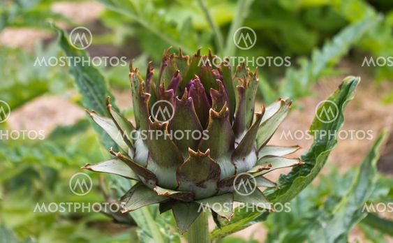 Artichoke plant