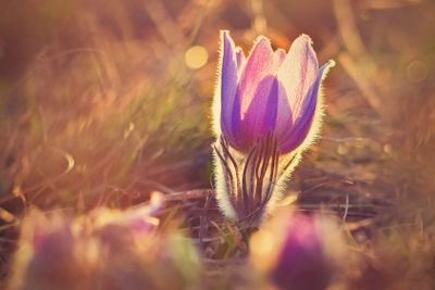 Spring flower. Nature with meadow and sunset. Seasonal...