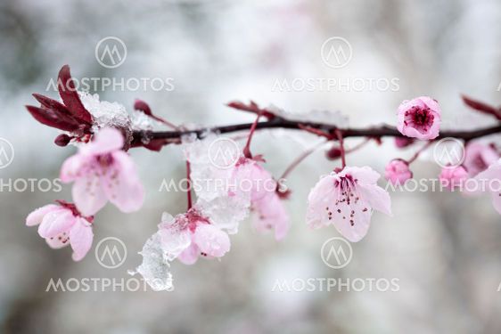 Cherry blossom and snow 1