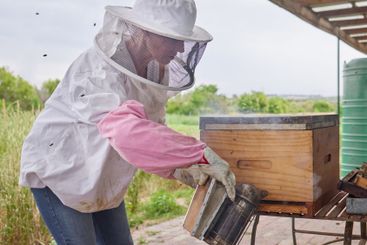 Person, beekeeper or smoke at beehive for farming, honey...