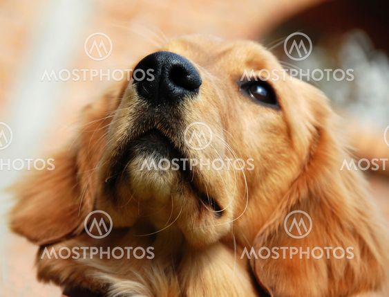 Golden retriever nose