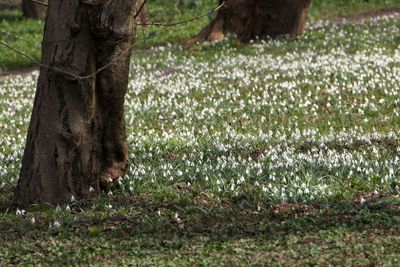 Snowdrops
