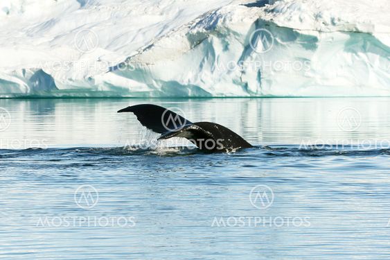 Tail of humpback