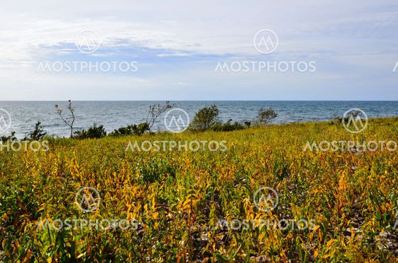 Yellow coast
