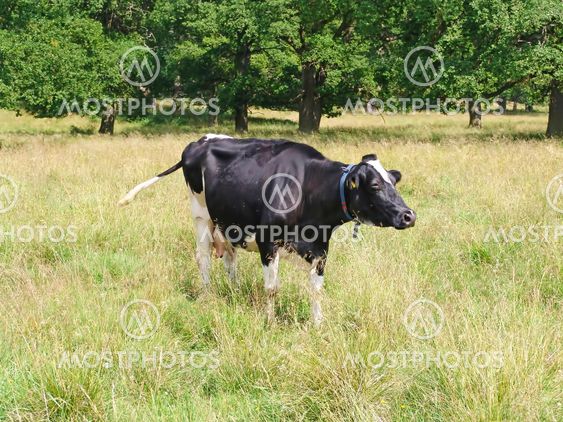 cow