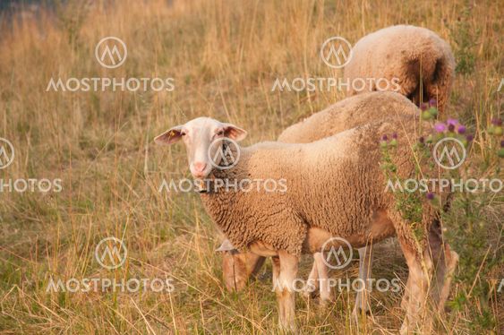 Beautiful White Sheep with Ear Chip in Switzerland at Sunset