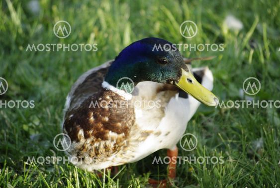 A Duck is taking a walk